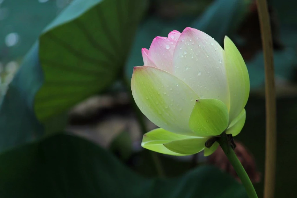 清明节
