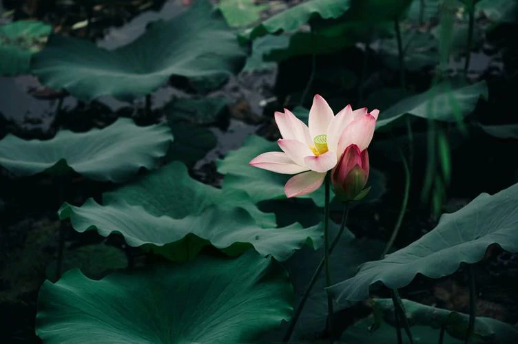 浴佛节