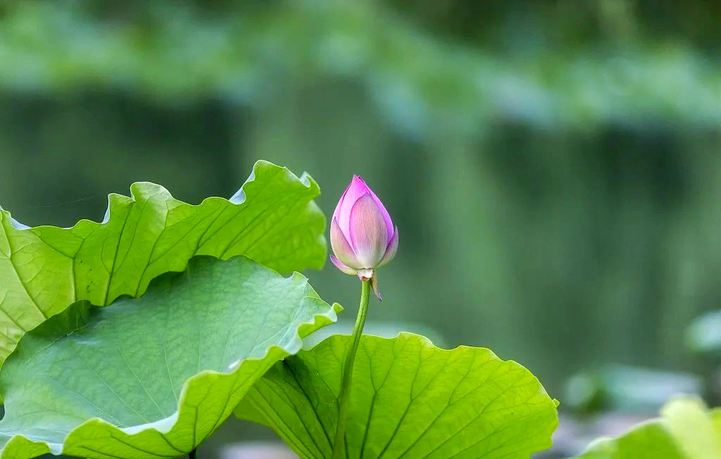 端午节法会